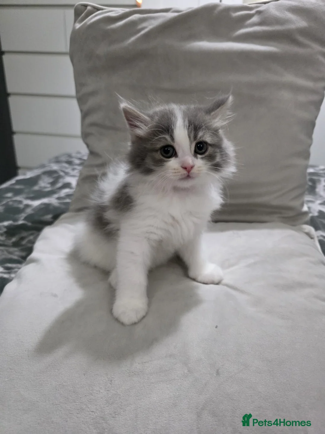 Mixed Breed cats for sale: 7 week old kittens in Manchester - Advert 2