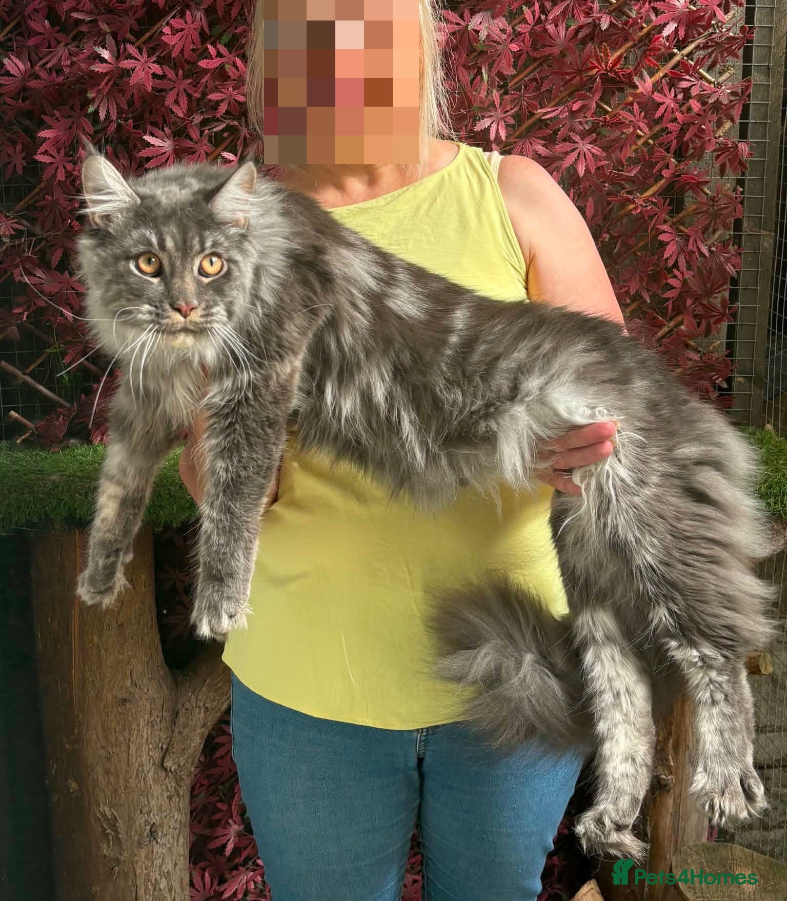 Maine Coon cats GCCF 8 Month Old Maine Coon Male. - Advert 1