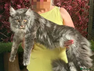Maine Coon cats GCCF 8 Month Old Maine Coon Male. - Advert 1