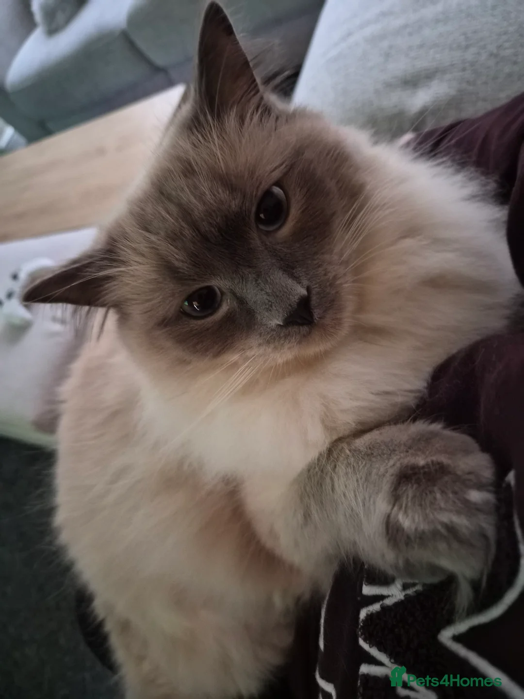 Ragdoll cats for sale: Gorgeous ragdoll kitten 😻 - Advert 8