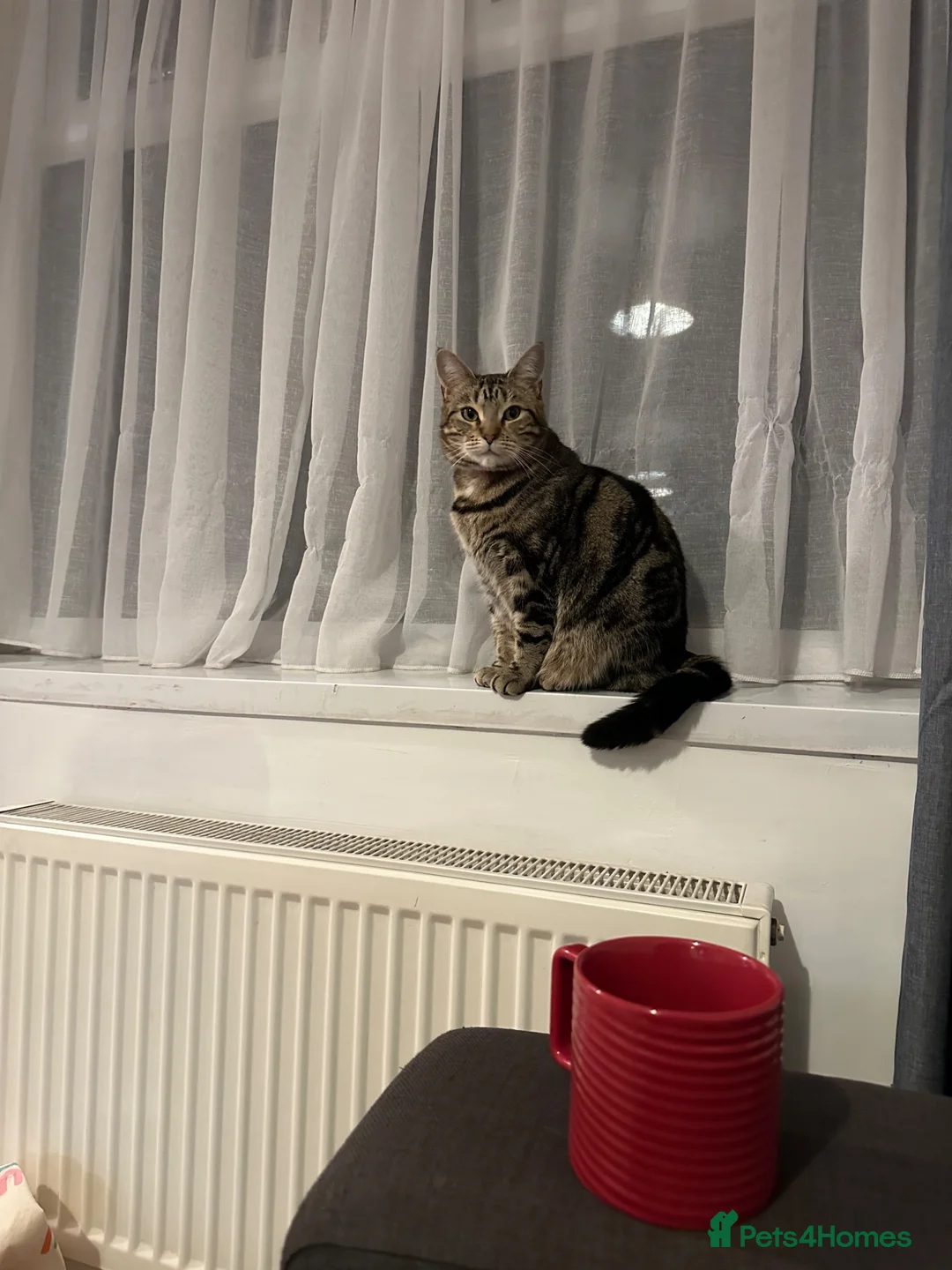 Domestic Shorthair cats for sale: A 4 year old female Domestic shorthair  - Advert 6
