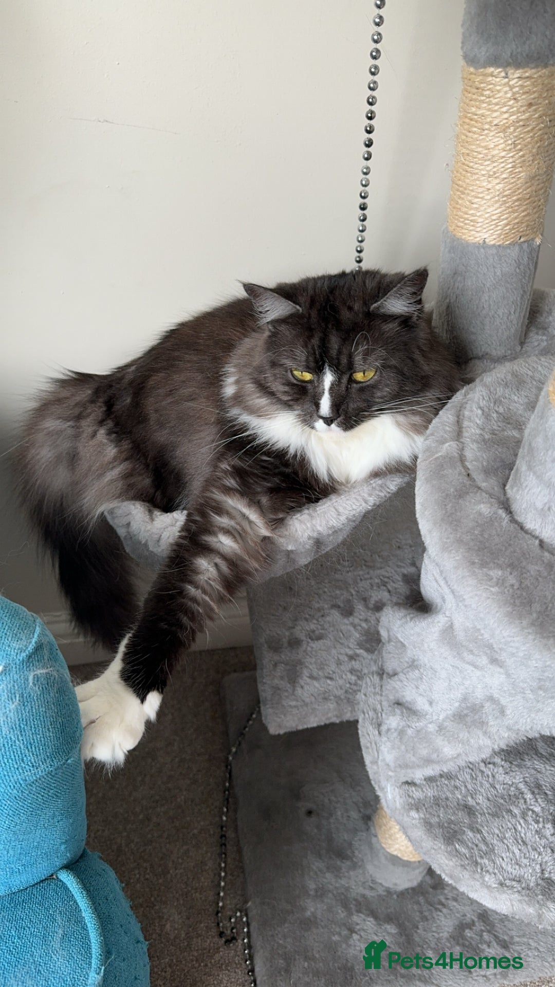 Mixed Breed cats for sale: Mila female 3 year old - Advert 7