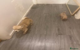 Chihuahua dogs for sale: Hi this is bear  - Image 2