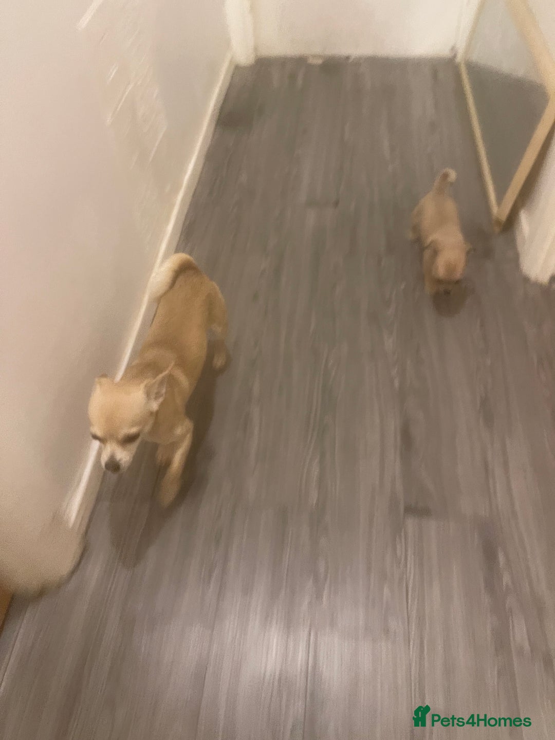 Chihuahua dogs for sale: Hi this is bear  - Image 2