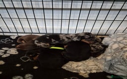 Miniature Dachshund dogs for sale: ❤️ 🐕 Miniature Dachshunds  - Image 4