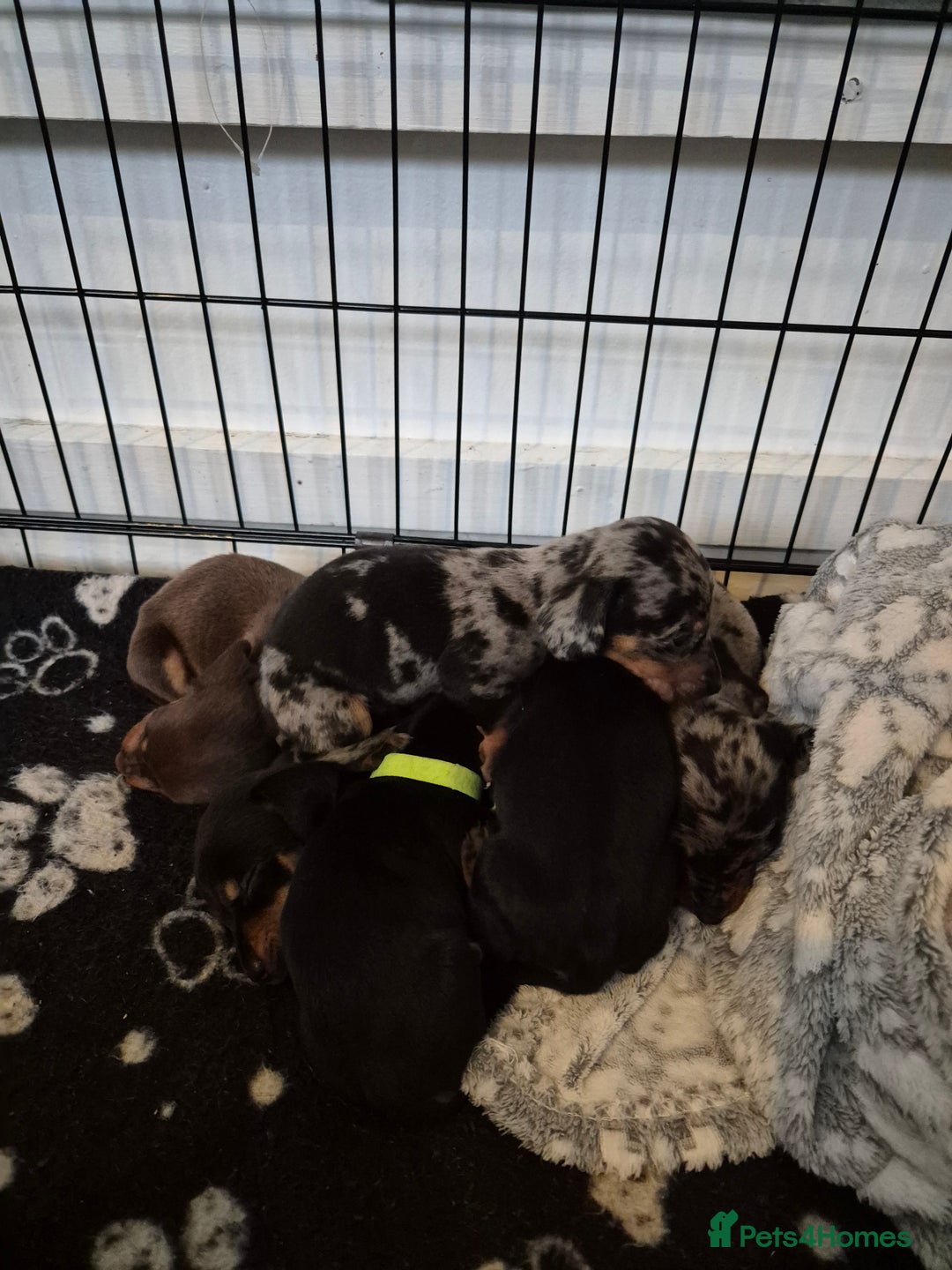 Miniature Dachshund dogs for sale: ❤️ 🐕 Miniature Dachshunds  - Image 4