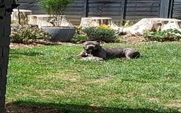 Staffordshire Bull Terrier dogs for sale: Handsome Axel - Image 5