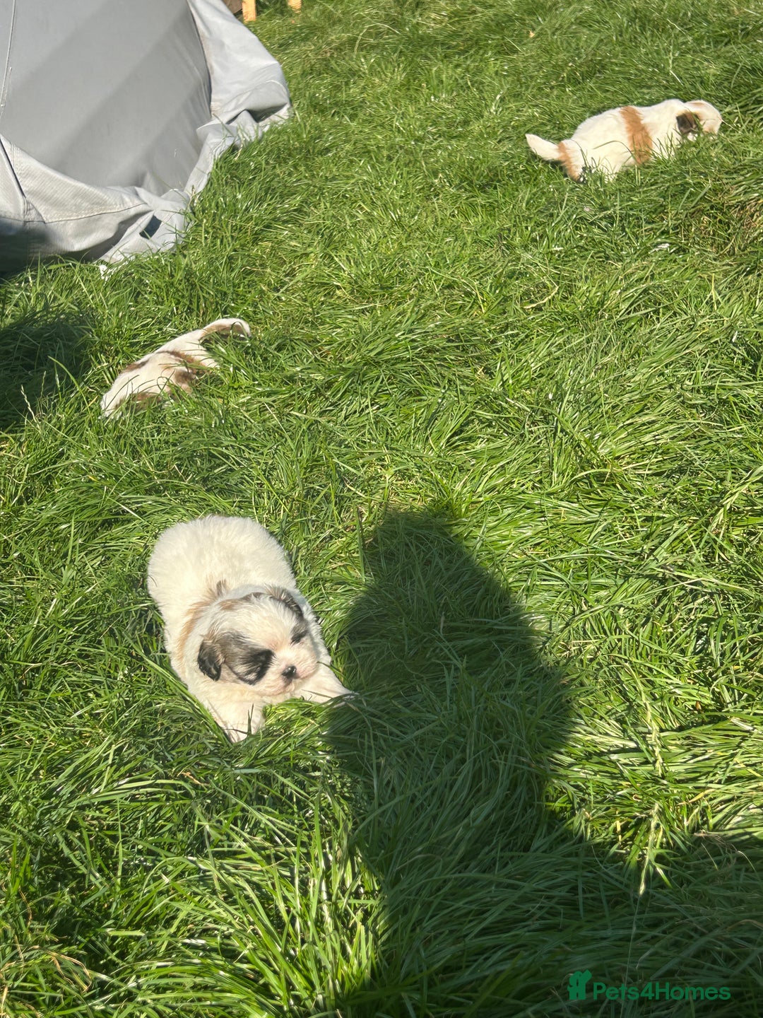 Shih Tzu dogs for sale: Beautiful shih Tzu puppies - Image 10