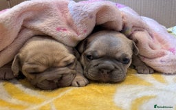 French Bulldog dogs for sale: Female frenchies  - Image 5