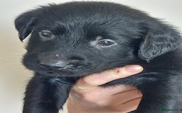 Flat coated Retriever dogs for sale: Flatcoated retriever puppies  - Image 25