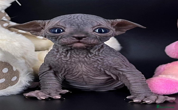 Sphynx cats - Advert 4