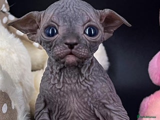 Sphynx cats - Advert 19