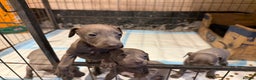 Italian Greyhound dogs for sale: 3 male Italian greyhound puppies for sale - Advert 6