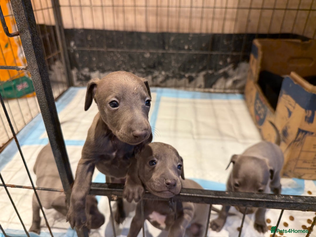 Italian Greyhound dogs for sale: 3 male Italian greyhound puppies for sale - Advert 6