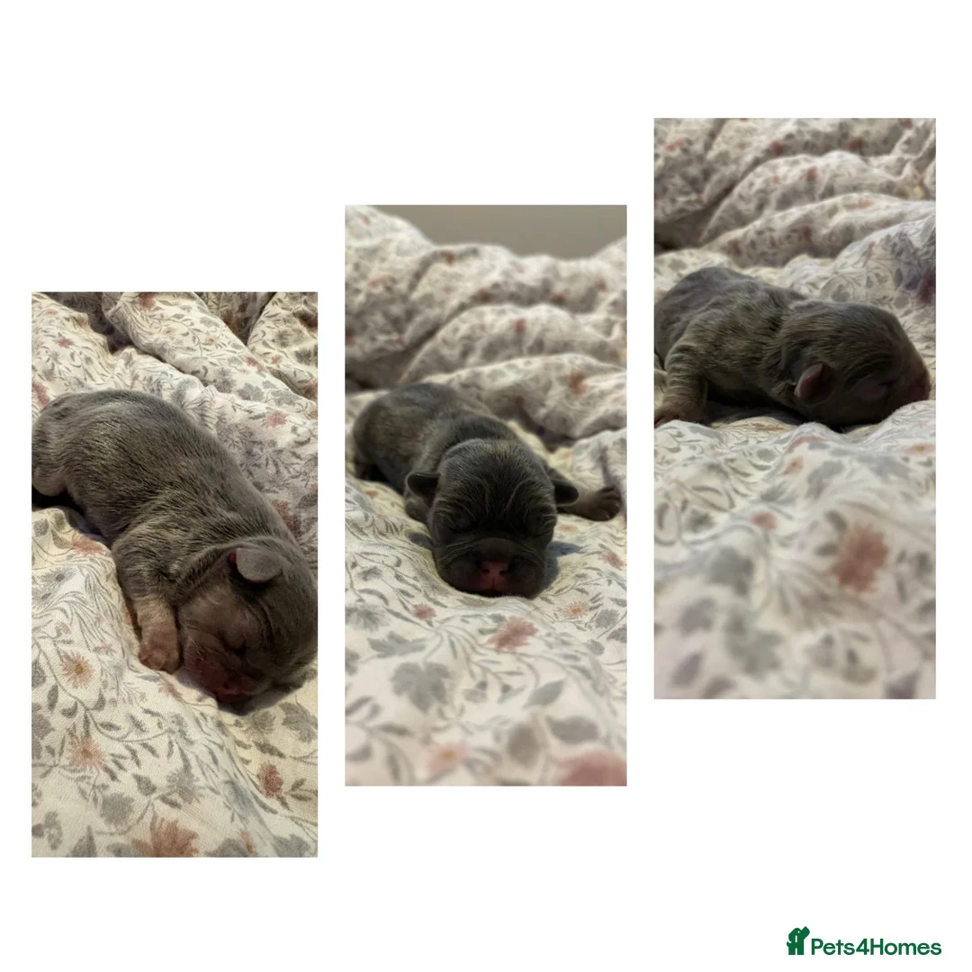 French Bulldog dogs for stud: KC Registered Blue & Tan French Bulldog Stud - Advert 2