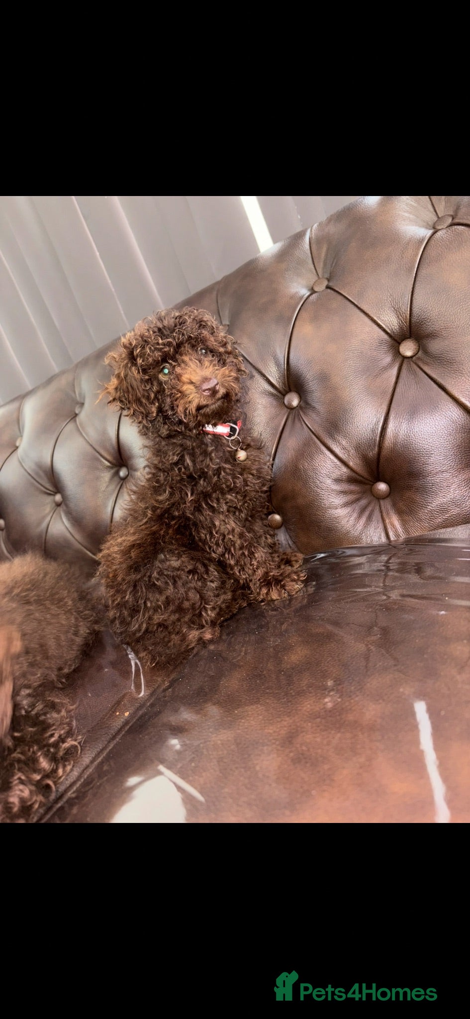 Toy Poodle dogs Toy poodle  - Advert 17