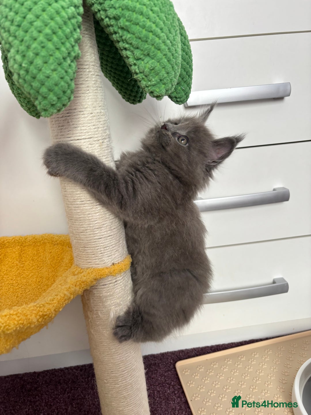 Maine Coon cats for sale: ✨7 Pure Bred Maine Coon Kittens✨ - Image 22