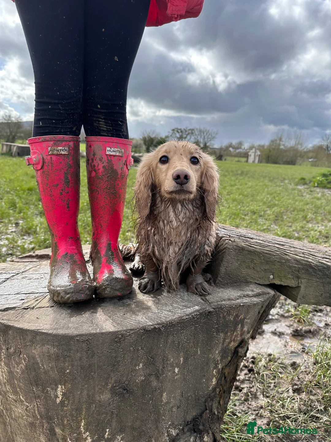 Miniature Dachshund dogs for stud: Longhaird miniature dachshund in Gloucester - Advert 13