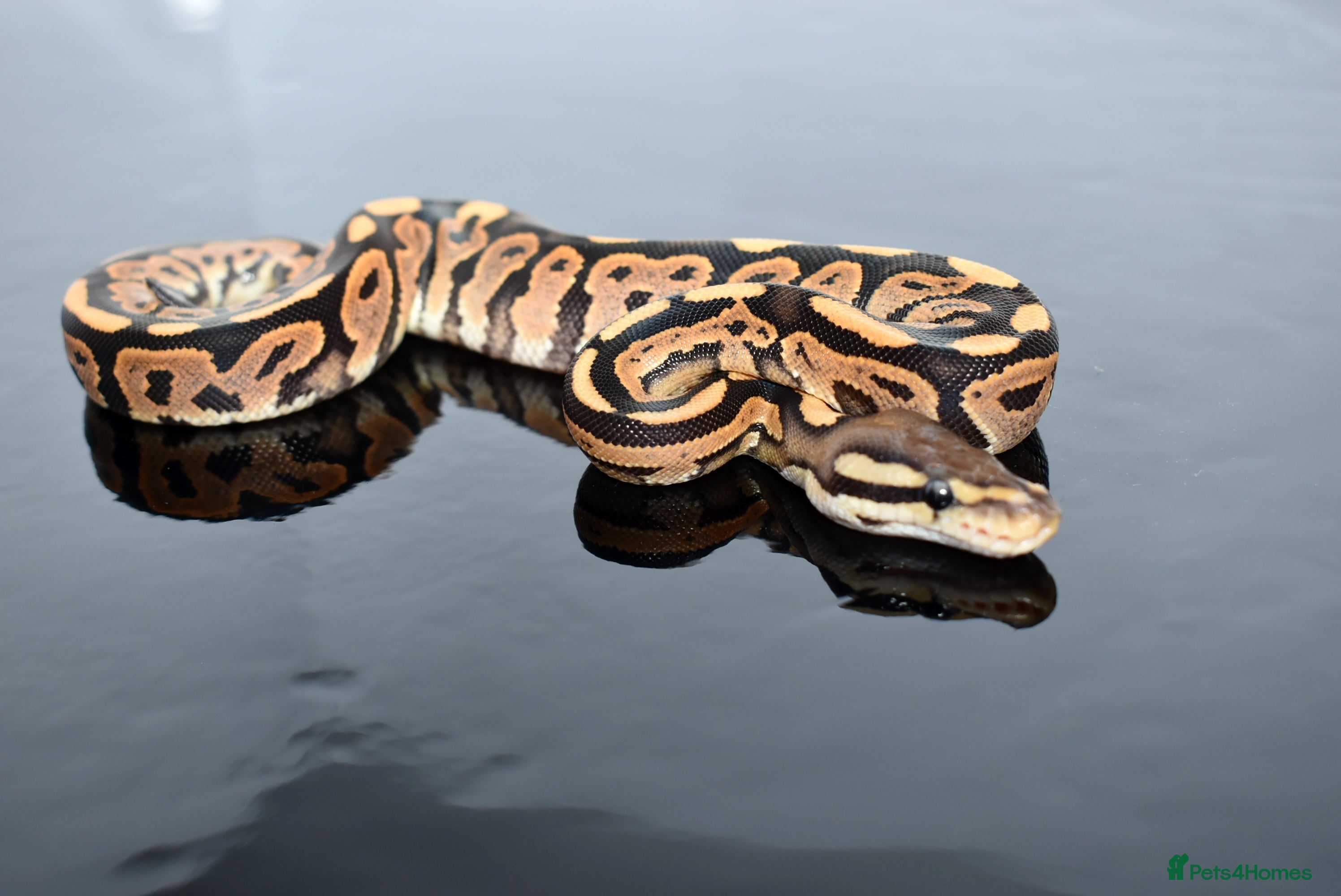 Python Snake reptiles Amazing baby ball pythons - Advert 1