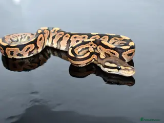 Python Snake reptiles Amazing baby ball pythons - Advert 1