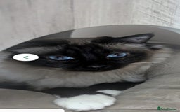 Birman cats for sale: Beautiful bonded cats, Birman and ragdoll females - Image 4
