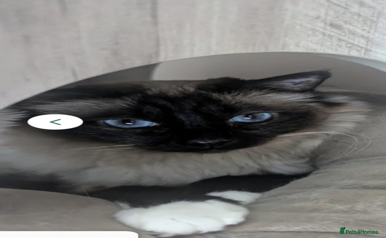 Birman cats - Advert 16