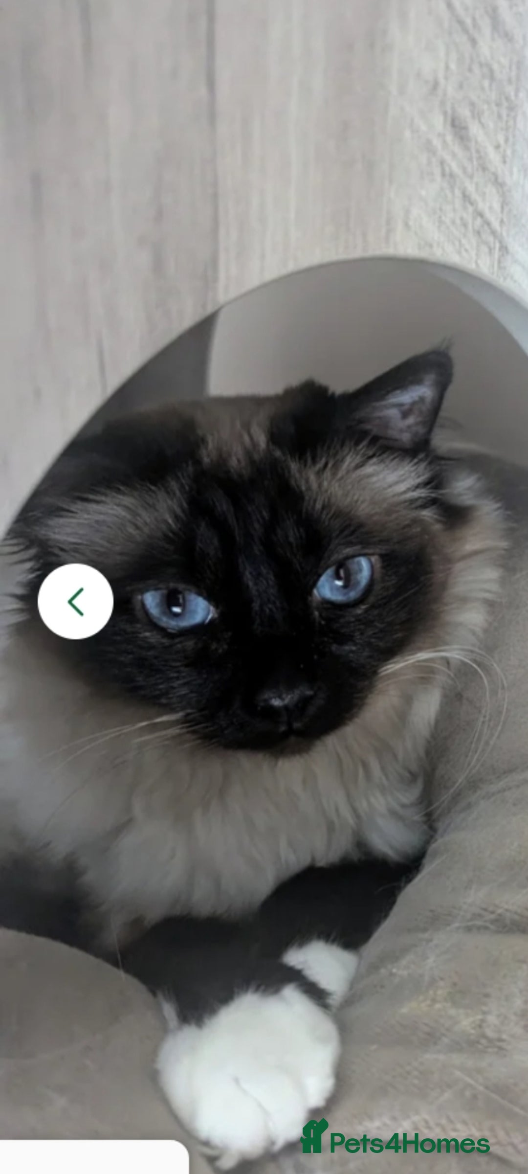Birman cats for sale: Beautiful bonded cats, Birman and ragdoll females - Image 4