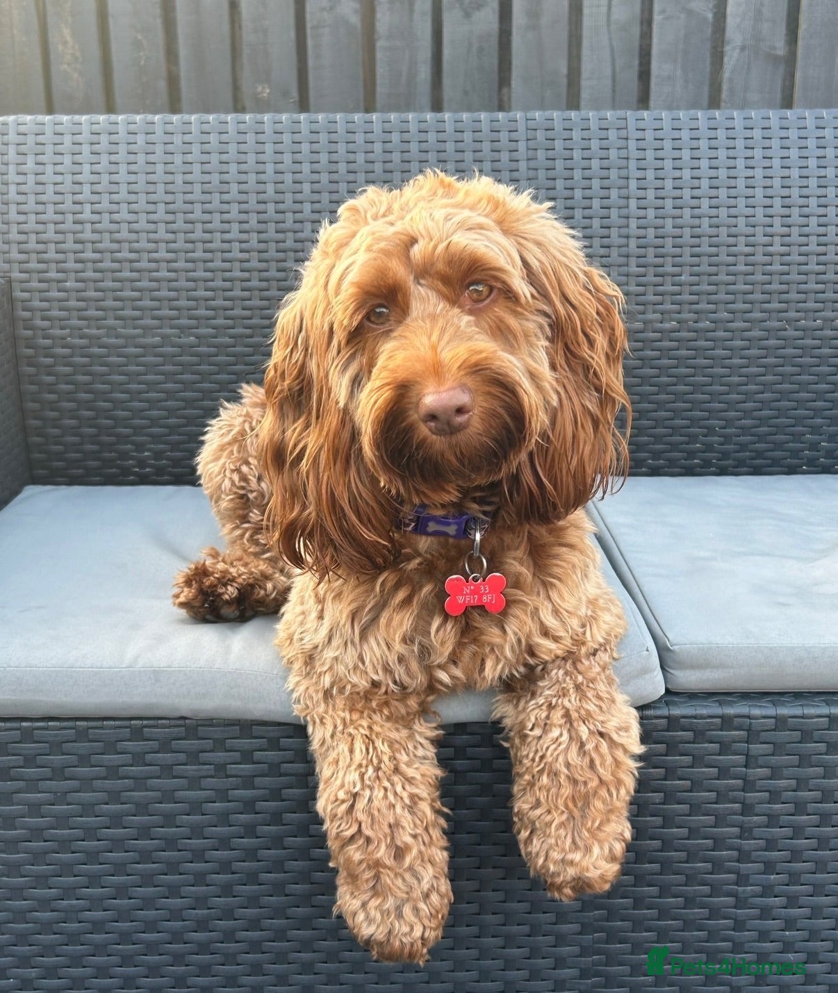 Cockapoo dogs F2 Cockapoo Female puppy  - Advert 1