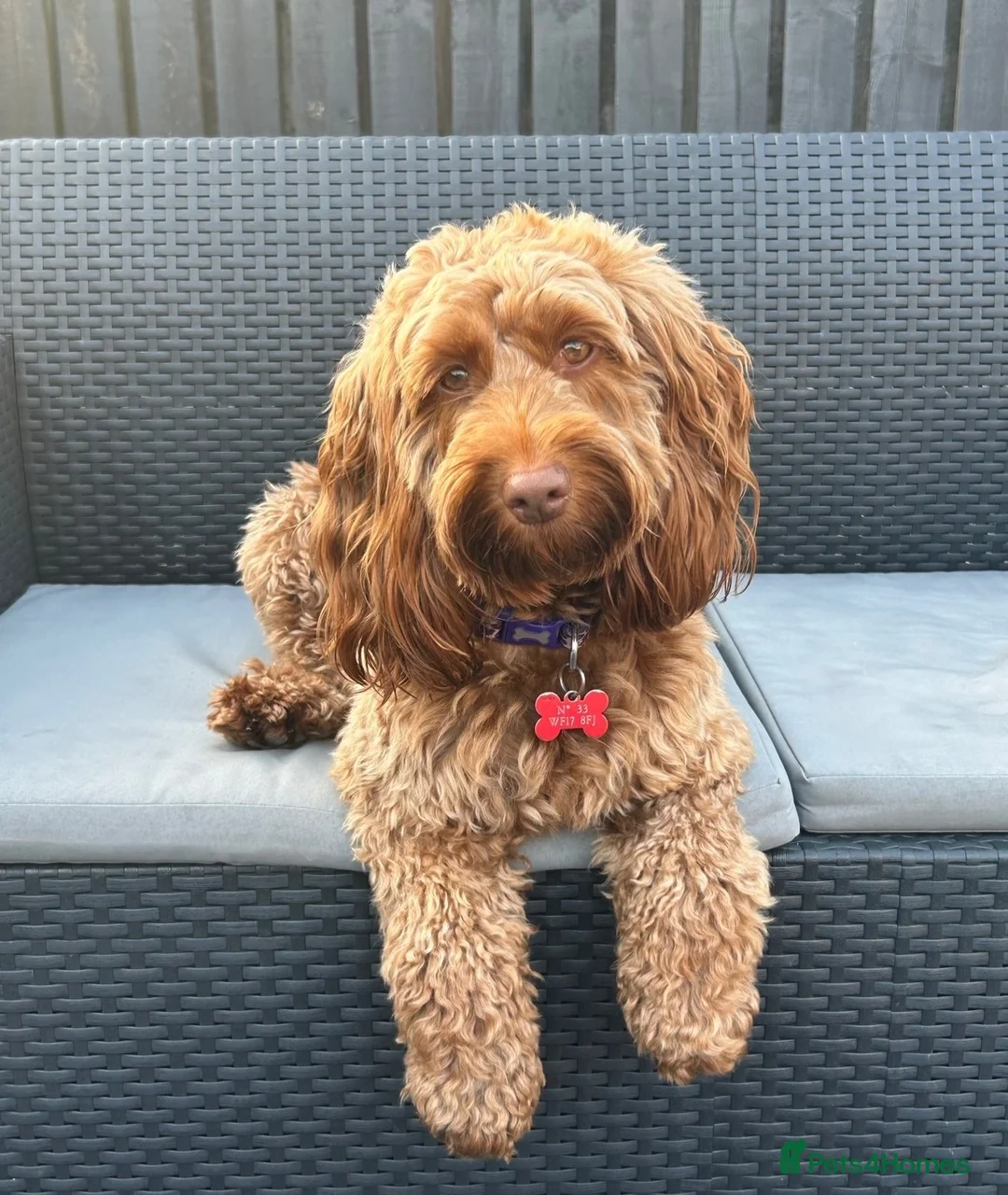 Cockapoo dogs for sale: F2 Cockapoo Female puppy  - Advert 1