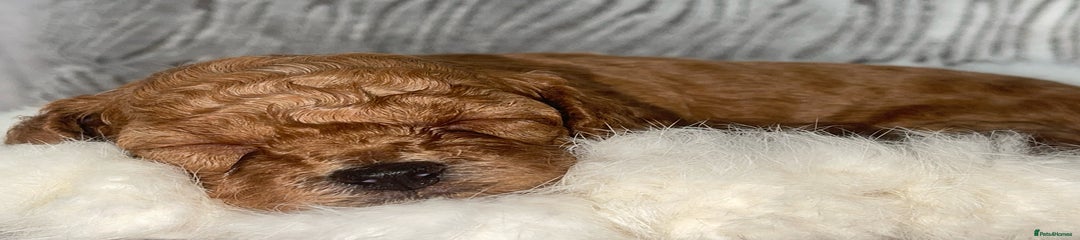 Cockapoo Puppy 1