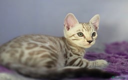 Bengal cats for sale: TICA Champion Bengal Kittens  - Image 2
