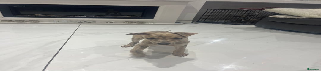 Whippet Puppy 3