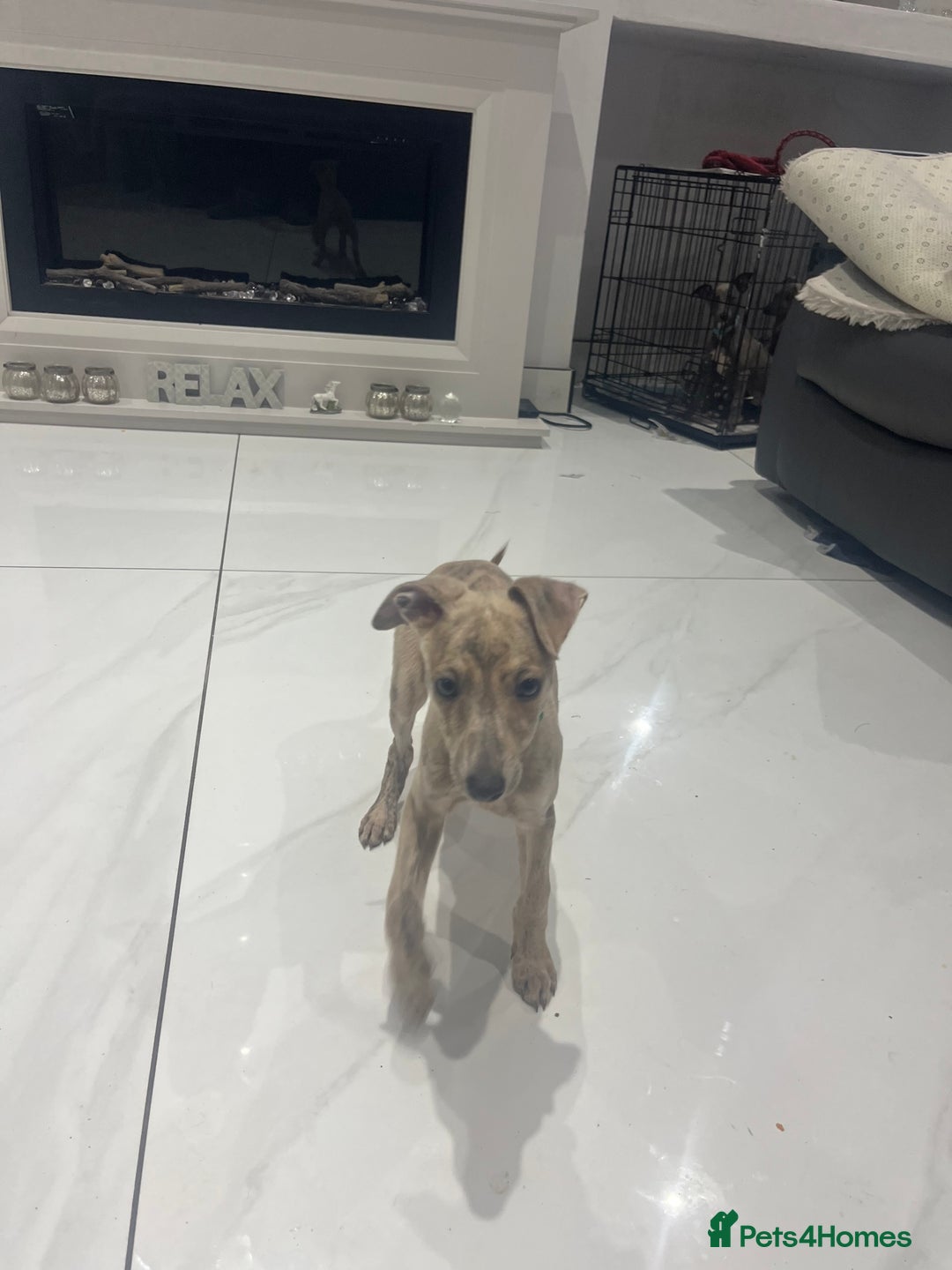 Whippet dogs for sale: 9 weeksold blue whippets ready to leave  - Image 18