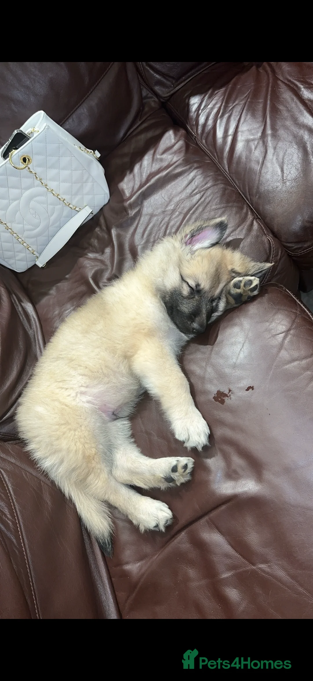 German Shepherd dogs for stud: Long haired German shepherd KC registered stud  - Advert 6