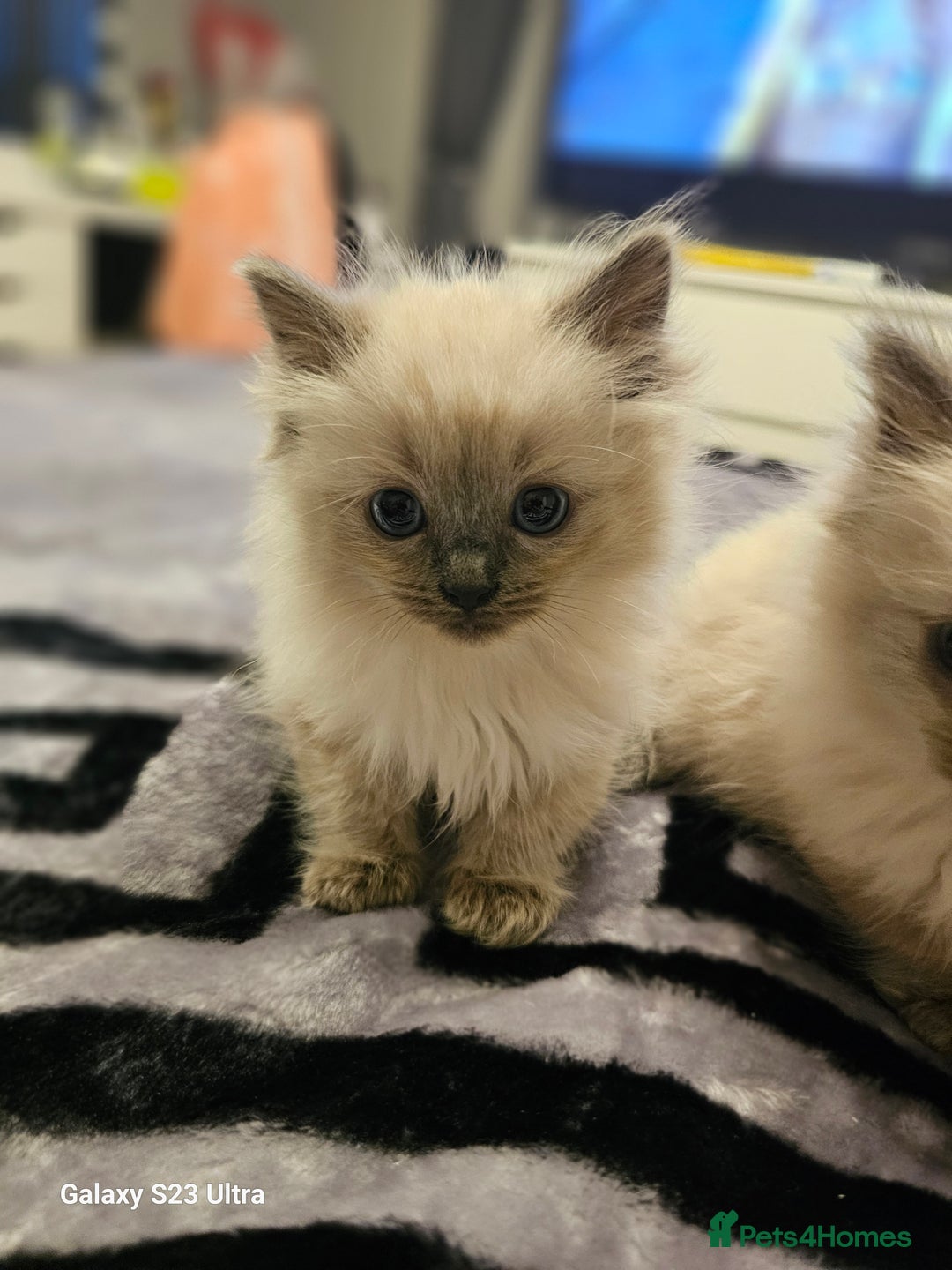 Ragdoll cats for sale: Pure breed Ragdoll  kittens  - Image 10