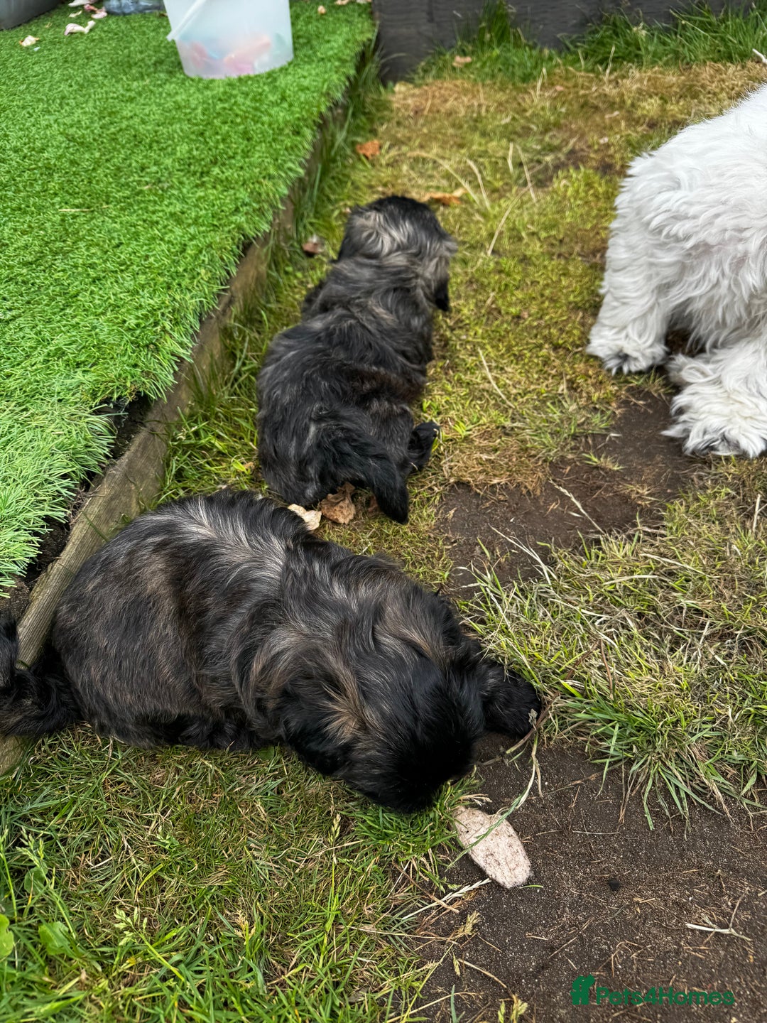 Shih Tzu dogs for sale: Shih tzu puppies looking for a forever home. - Image 5