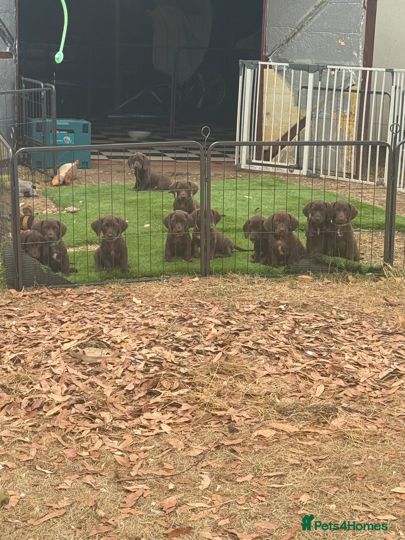 Mixed Breed dogs German pointer cross dachshund ready 25th August  - Advert 1