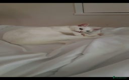 Mixed Breed cats for sale: 8 years old extremely friendly little girl - Image 1