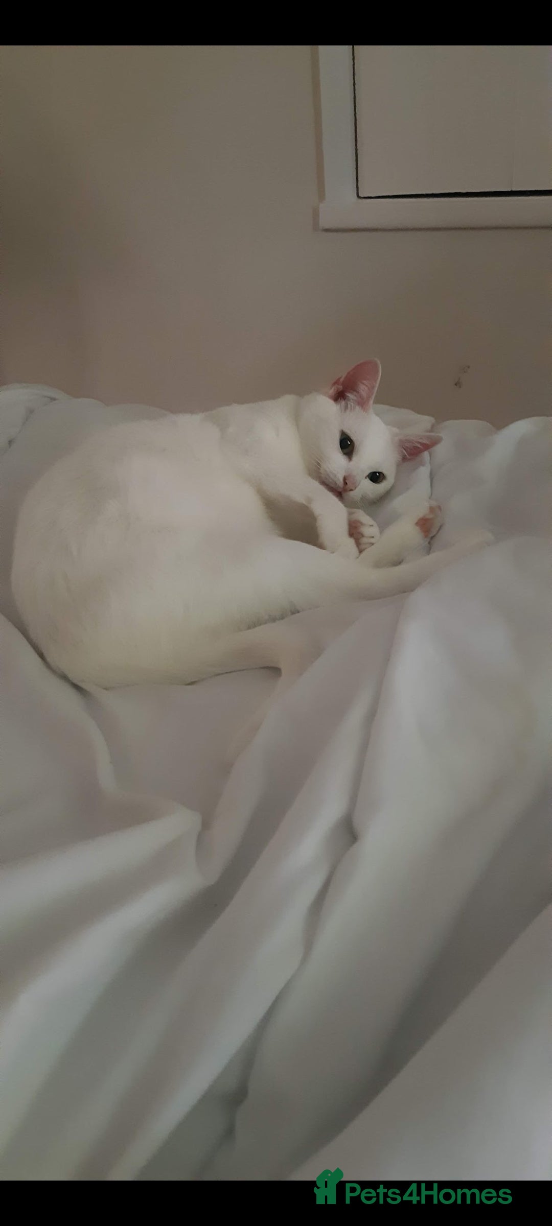 Mixed Breed cats for sale: 8 years old extremely friendly little girl - Image 1