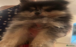 Pomeranian dogs for sale: Stunning litter merl Pomeranian - Image 9