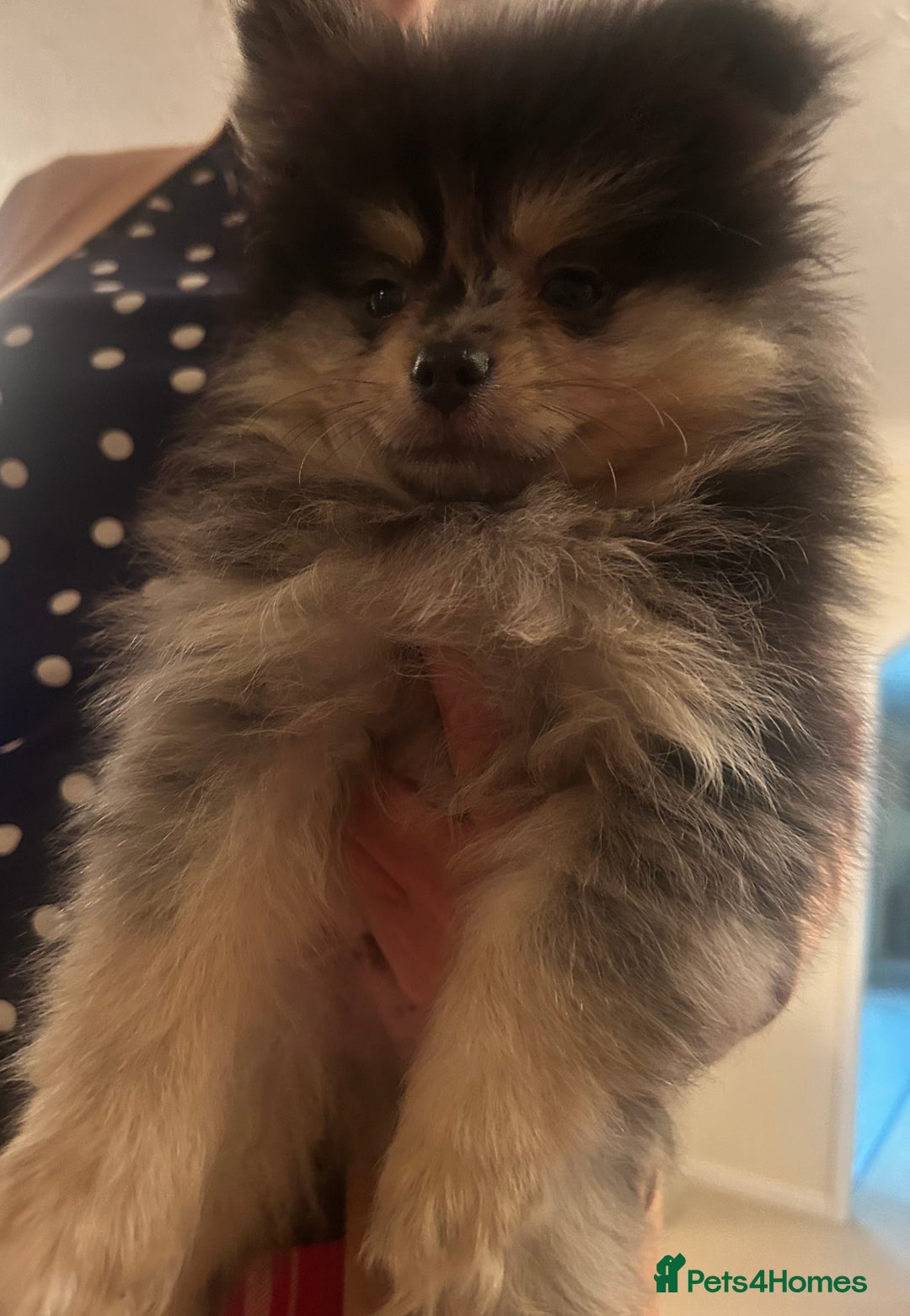 Pomeranian dogs for sale: Stunning litter merl Pomeranian - Image 9
