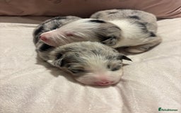 Border Collie dogs for sale: Border collie puppy’s ready to reserve  - Image 19