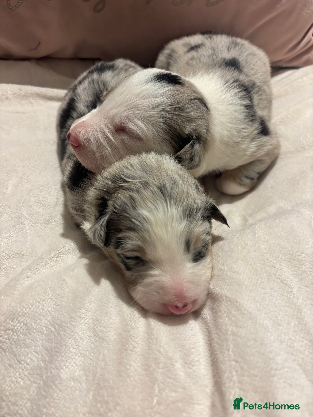 Border Collie dogs for sale: Border collie puppy’s ready to reserve  - Image 19