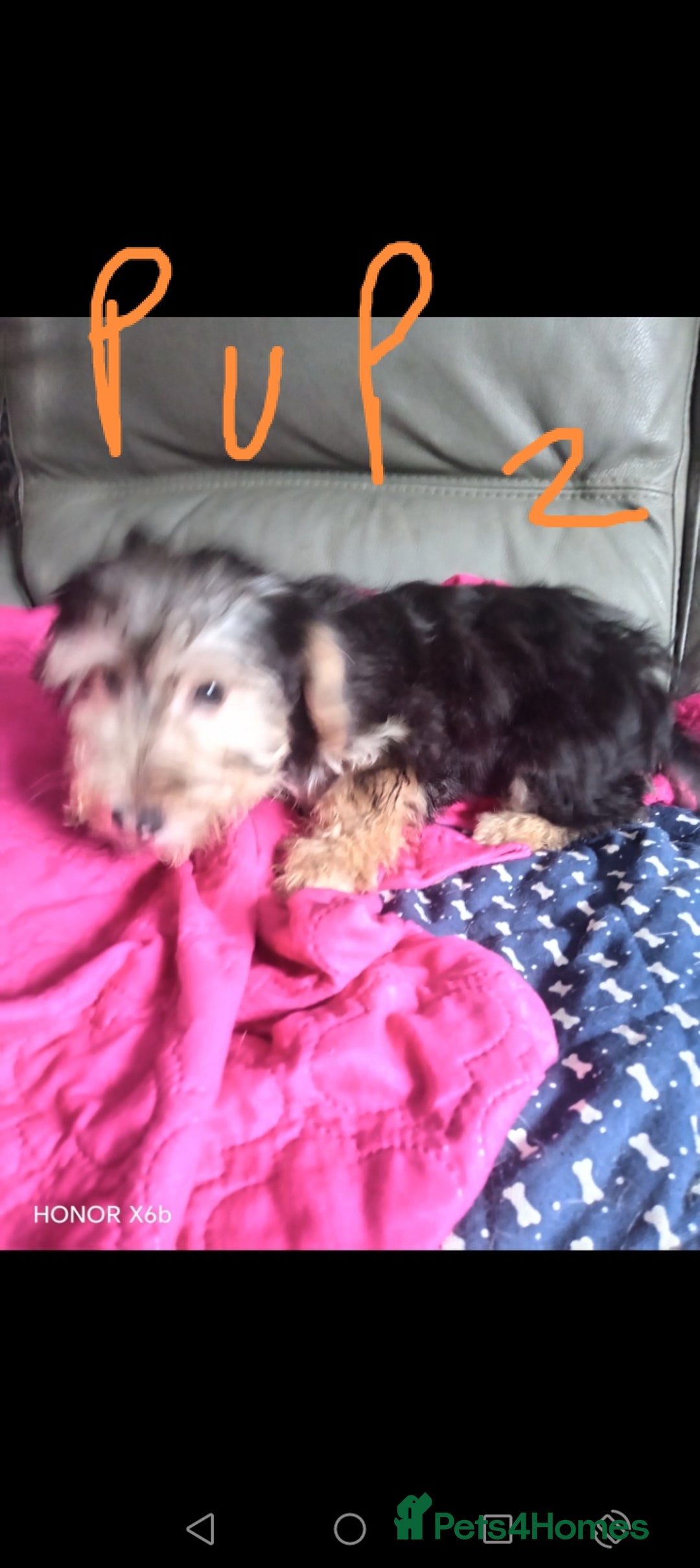 Mixed Breed dogs for sale: 3 Cockapoo x Jack Russell DNA clr Mum - Advert 7
