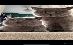 British Shorthair cats for sale: 2 cuddly bsh best friends  - Advert 1