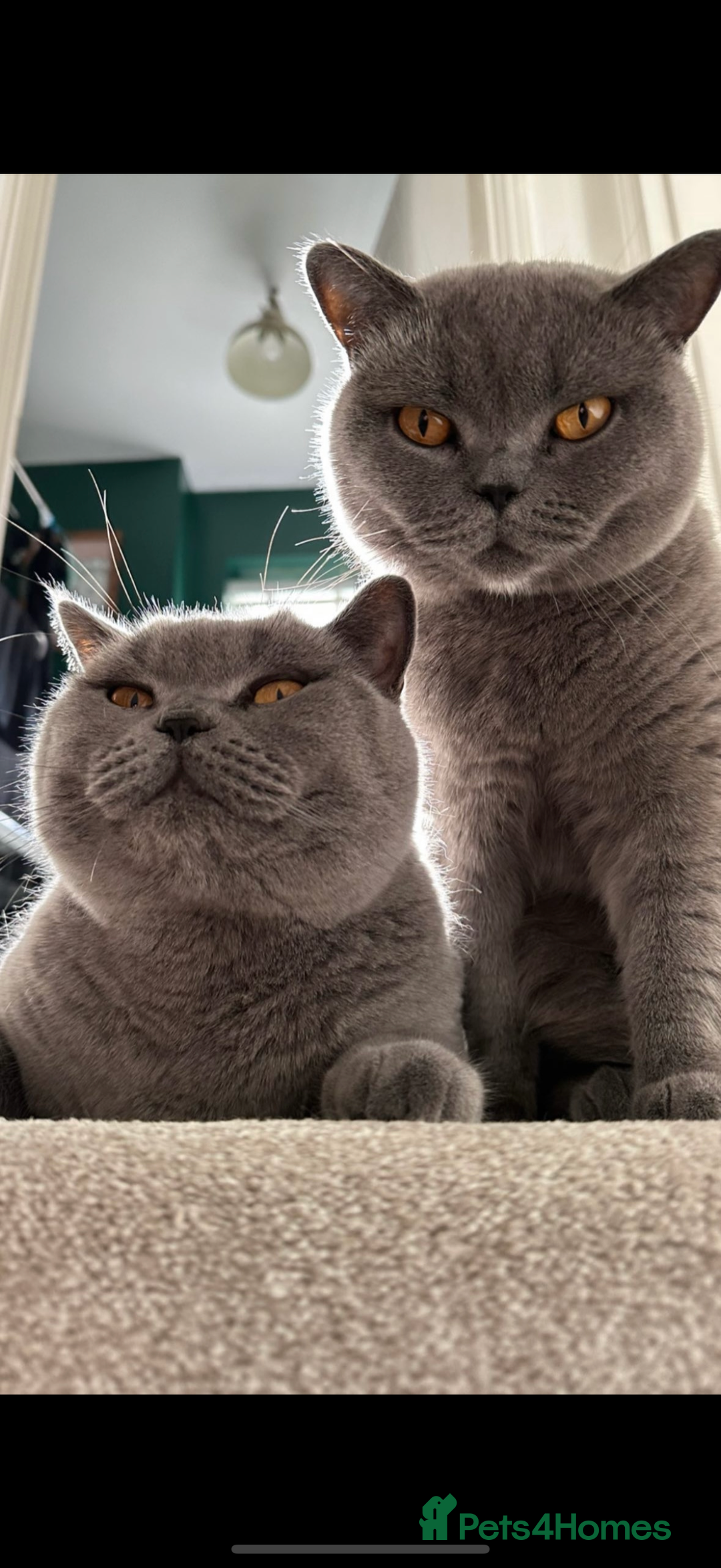 British Shorthair cats for sale: 2 cuddly bsh best friends  - Advert 1