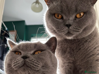 British Shorthair cats for sale: 2 cuddly bsh best friends - Advert 1