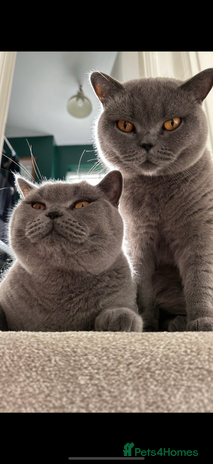 British Shorthair cats 2 cuddly bsh best friends - Advert 1