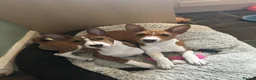 Basenji dogs for sale: 6 basenji puppies ONLY TWO LEFT 4 months old now  - Advert 3