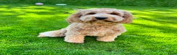 Australian Labradoodle dogs for sale: Multigen Australian Labradoodle Puppies  - Advert 1